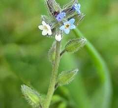 Photo of Boraginaceae