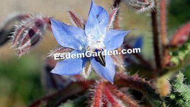 Photo of Borago officinalis Borago officinalis, borragem comum, língua de vaca