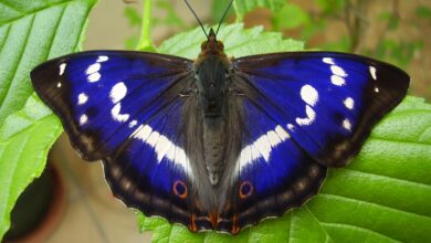 Photo of Borboleta Iris, Iris nada