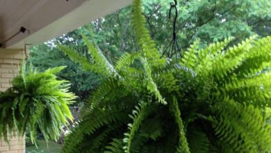 Photo of Boston Fern Care Information – Dicas de Cuidados para Boston Ferns