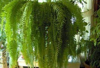 Photo of Boston Fern Moisture