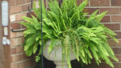 Photo of Boston Fern Outdoors