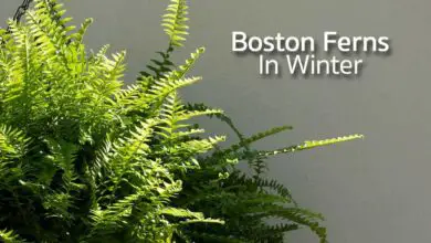 Photo of Boston Ferns Winter