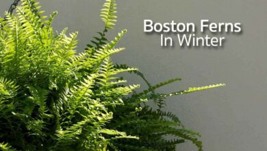 Photo of Boston Ferns Winter