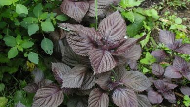 Photo of Botão Frutescens de Basiléia japonês, Shiso