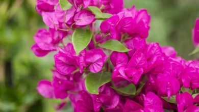 Photo of Bougainvillea, Buganvilla ou Bugambilia