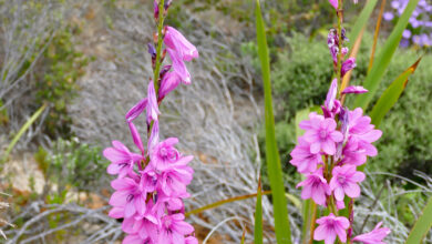 Photo of Bourbon Watsonia Pink Watsonia, Bourbon Watsonia