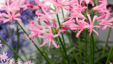 Photo of Bowdens Nerine