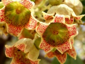 Photo of Brachychiton populneus, uma árvore com belas flores em forma de sino