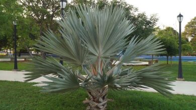 Photo of Brahea armata Palma Azul do México