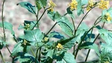 Photo of Brassica nigra Mostaza negra, Mostaza negra, Semilla de mostaza negra