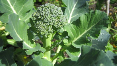 Photo of Brócolos no Ar: Cultivo de Brócolos em Tempo Quente