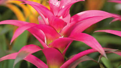 Photo of Bromeliaceae