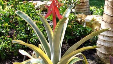 Photo of Bromeliad Spread