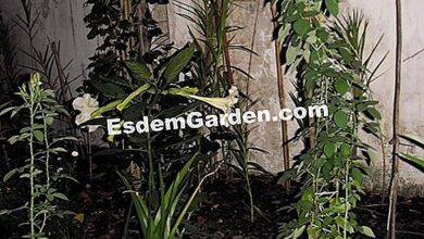 Photo of Brugmansia arborea Trompete do Julgamento, Trompete dos Anjos, Datura