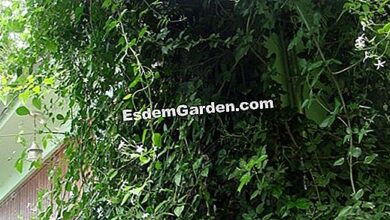 Photo of Brunfelsia australis Ilha Jasmim