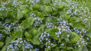 Photo of Brunnera macrophylla Forget-me-not, Siberian Bugloss