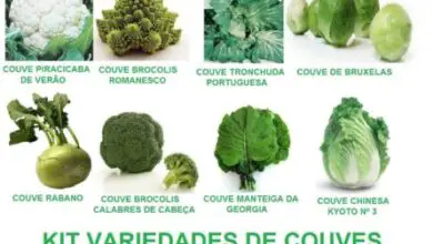 Photo of Brussels sprouts: Pragas e doenças que afectam as plantas de Brussels sprouts