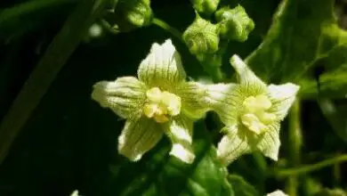 Photo of Bryonia cretica ssp. dioica, uma planta venenosa que vale…