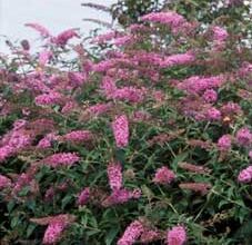 Photo of Buddleia davidii Árbol mariposa, Buddleia do Padre David