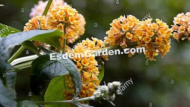 Photo of Buddleia globular, borboleta globular, Matico