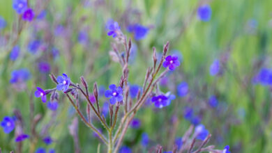 Photo of Bugloss italy, Bugloss azurea