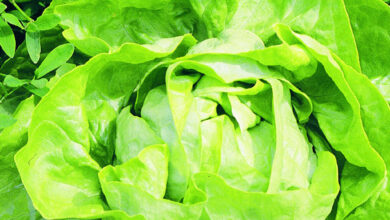 Photo of Buttercrunch Plant Information: O que é Buttercrunch Lettuce?