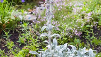 Photo of Byzantine Stachys, planta ideal para canteiros de flores