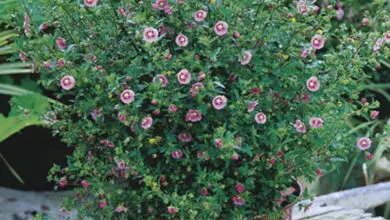 Photo of Cabo Mallow, African Mallow, Cabo Anisodonte