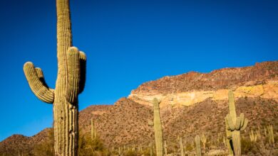 Photo of Cacto do Deserto