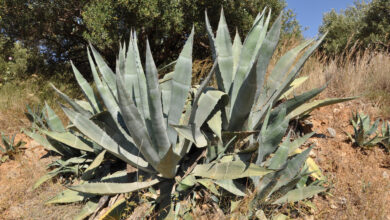 Photo of Cactus agave