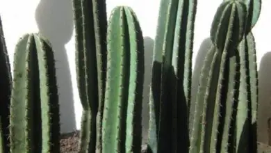 Photo of Cactus Care Cereus peruvianus ou Computer Cactus