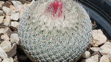 Photo of Cactus Care Gymnocalycium mihanovichii enxertado ou tampa amarela