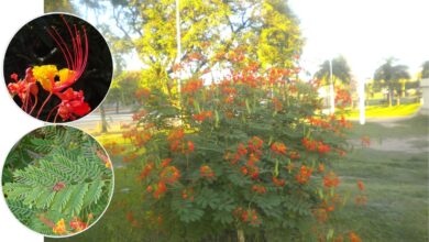 Photo of Caesalpinia pulcherrima Pequena Flamboyant, Orgulho Chinês, Flor de Pavão, Macata, Baraguette