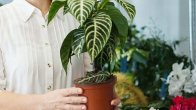 Photo of Calathea makoyana ou Calatea tratamento de plantas