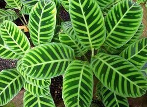 Photo of Calathea zebra, planta de zebra