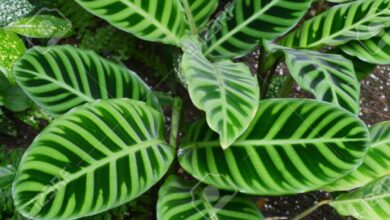 Photo of Calathea Zebra Plants