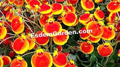 Photo of Calceolaria calynospsis, Chinelo pequeno