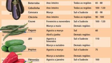 Photo of Calendário de cultivo de hortaliças