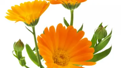 Photo of Calendula: propriedades medicinais e agricultura biológica