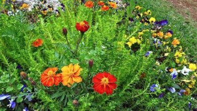 Photo of Calêndula Tagetes Patula