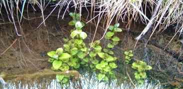 Photo of Callitriche palustris, uma planta capaz de oxigenar a água