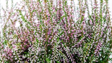 Photo of Calluna vulgaris Heather, urze comum