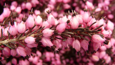 Photo of Calluna vulgaris, uma planta modesta com muitas qualidades