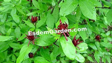 Photo of Calycanthus, Anémona, Pompadour Tree