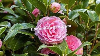 Photo of Camélia sasanqua Autumn camellia, camélia perfumada