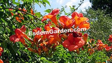 Photo of Campsis Jasmine Virginia, Jasmine Trumpet, Bignone