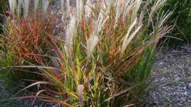 Photo of Canne chinoise Miscanthus sinensis, Eulalie