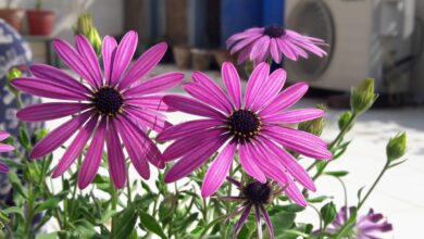 Photo of Cape Daisy, Rain Marigold, Dimorphoteca