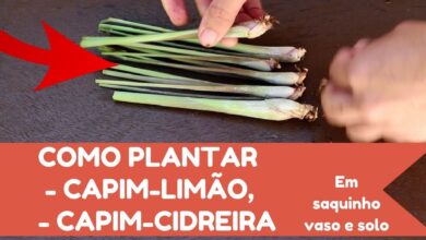 Photo of Capim-limão: Saiba como cultivar uma planta de capim-limão